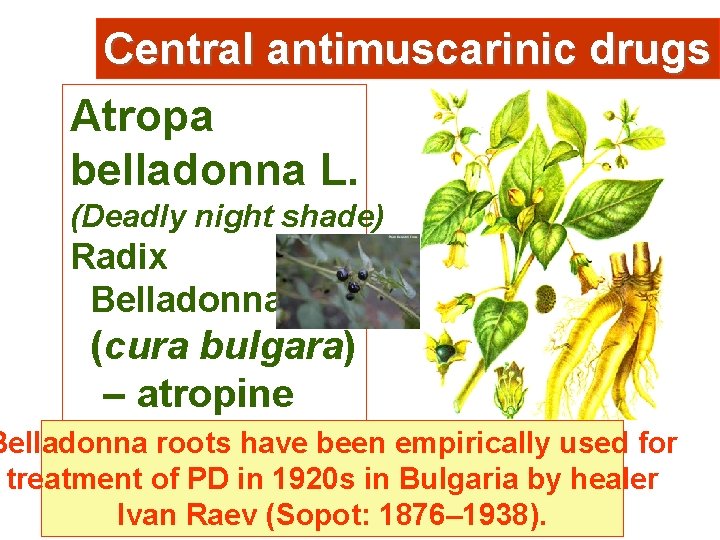 Central antimuscarinic drugs Atropa belladonna L. (Deadly night shade) Radix Belladonnae: (cura bulgara) –