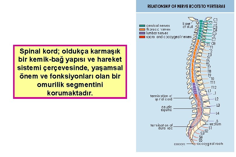 Spinal kord; oldukça karmaşık bir kemik-bağ yapısı ve hareket sistemi çerçevesinde, yaşamsal önem ve