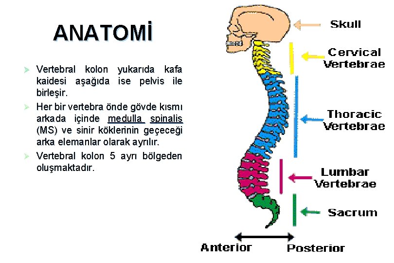 ANATOMİ Vertebral kolon yukarıda kafa kaidesi aşağıda ise pelvis ile birleşir. Ø Her bir