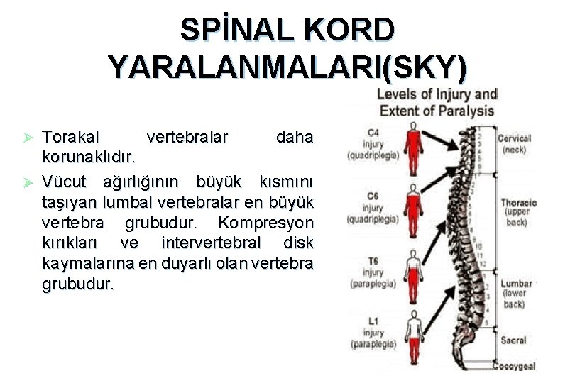SPİNAL KORD YARALANMALARI(SKY) Torakal vertebralar daha korunaklıdır. Ø Vücut ağırlığının büyük kısmını taşıyan lumbal
