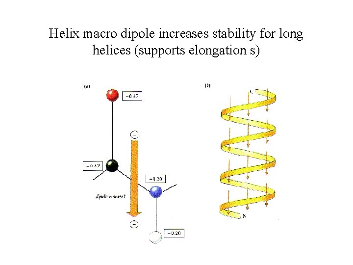 Helix macro dipole increases stability for long helices (supports elongation s) 