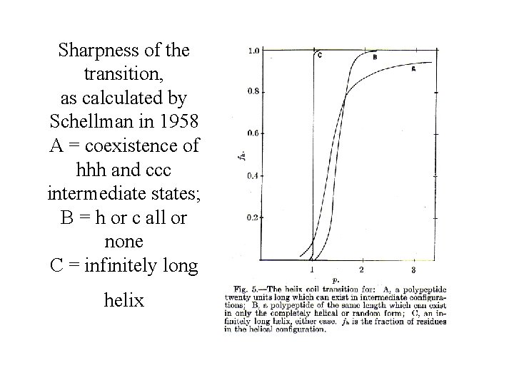 Sharpness of the transition, as calculated by Schellman in 1958 A = coexistence of
