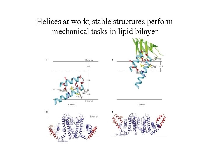 Helices at work; stable structures perform mechanical tasks in lipid bilayer 