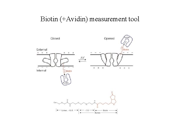 Biotin (+Avidin) measurement tool 