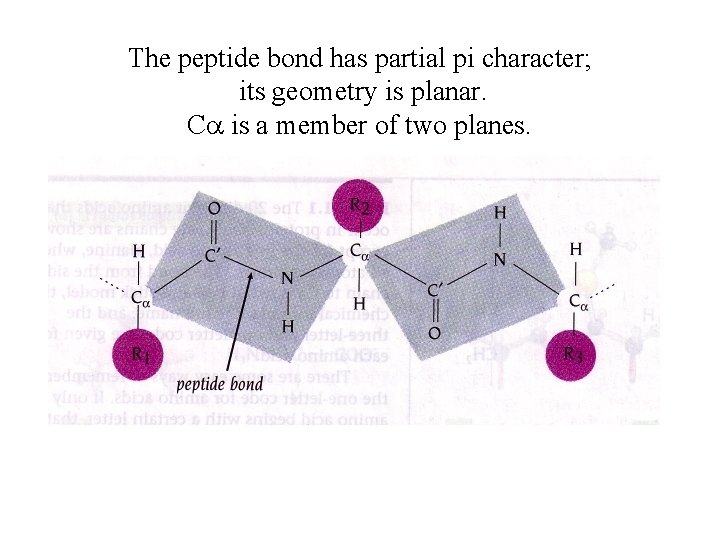 The peptide bond has partial pi character; its geometry is planar. Ca is a