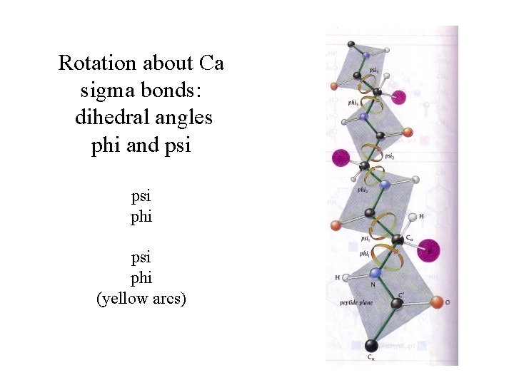 Rotation about Ca sigma bonds: dihedral angles phi and psi phi (yellow arcs) 