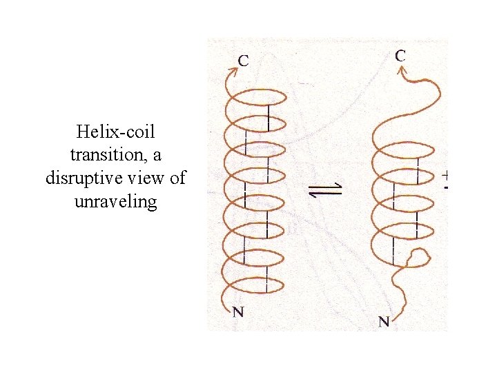 Helix-coil transition, a disruptive view of unraveling 