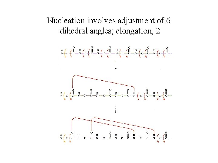 Nucleation involves adjustment of 6 dihedral angles; elongation, 2 
