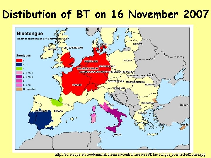 Distibution of BT on 16 November 2007 http: //ec. europa. eu/food/animal/diseases/controlmeasures/Blue. Tongue_Restricted. Zones. jpg