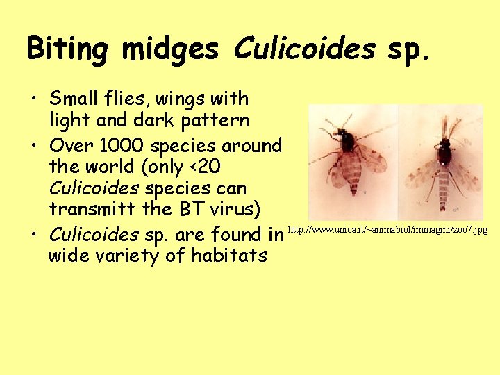 Biting midges Culicoides sp. • Small flies, wings with light and dark pattern •