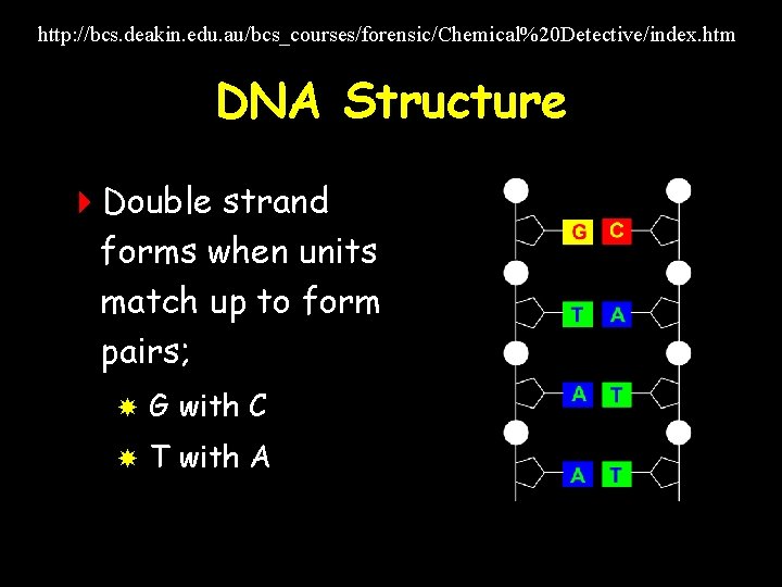 http: //bcs. deakin. edu. au/bcs_courses/forensic/Chemical%20 Detective/index. htm DNA Structure 4 Double strand forms when