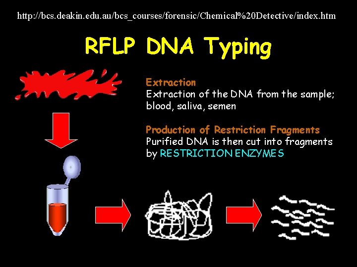 http: //bcs. deakin. edu. au/bcs_courses/forensic/Chemical%20 Detective/index. htm RFLP DNA Typing Extraction of the DNA