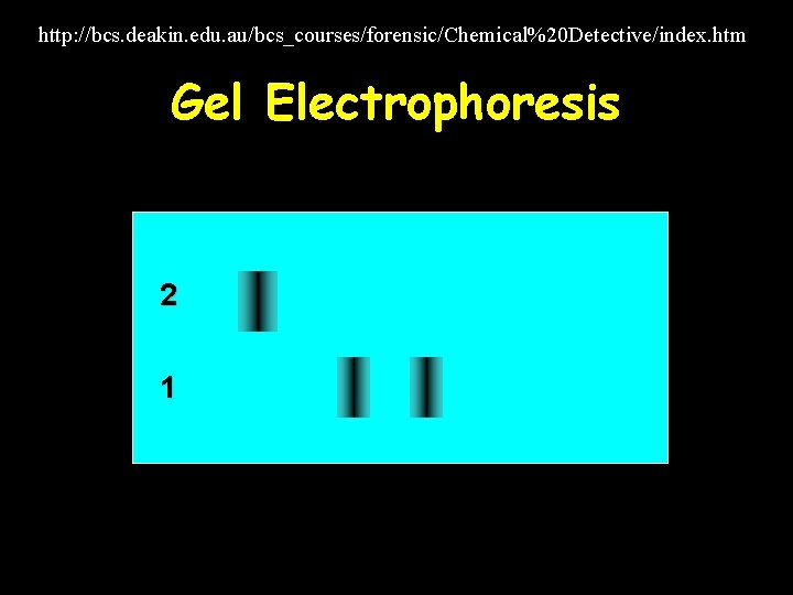 http: //bcs. deakin. edu. au/bcs_courses/forensic/Chemical%20 Detective/index. htm Gel Electrophoresis 2 1 