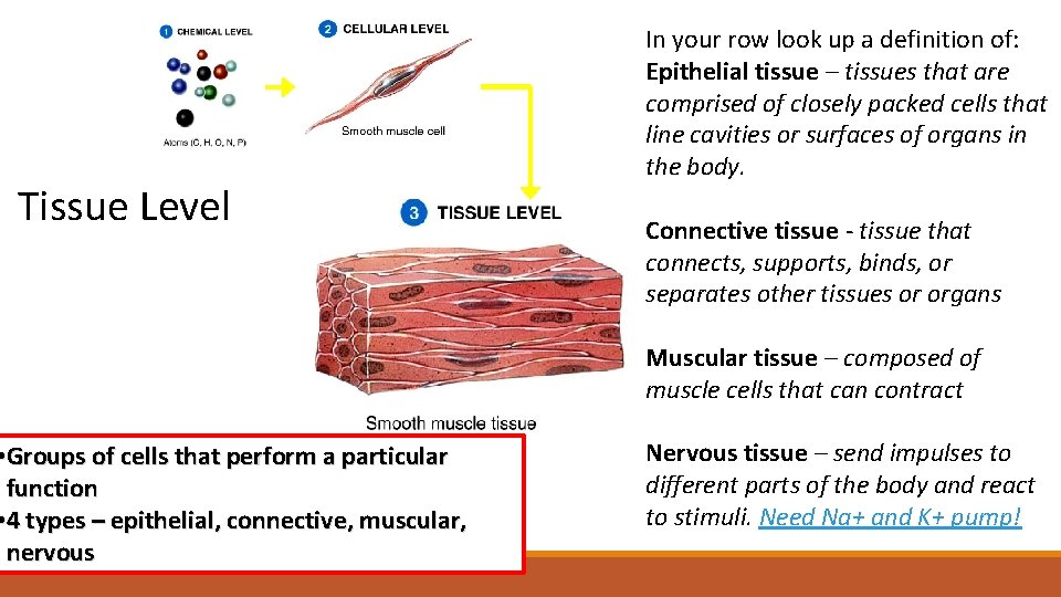 Tissue Level • Groups of cells that perform a particular function • 4 types