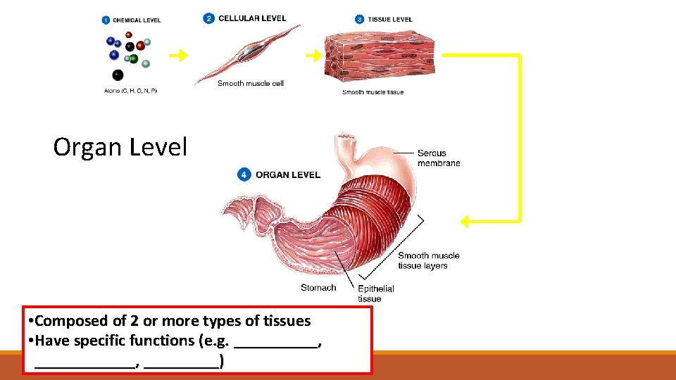 Organ Level • Composed of 2 or more types of tissues • Have specific