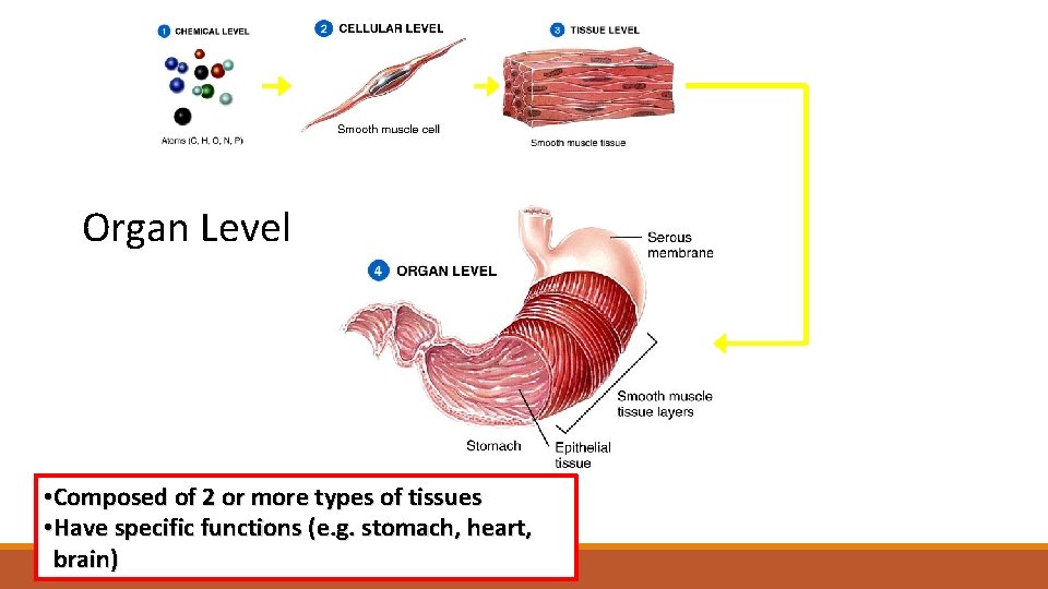 Organ Level • Composed of 2 or more types of tissues • Have specific