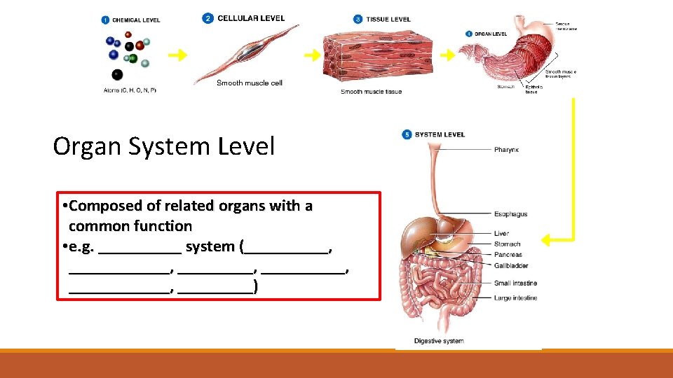 Organ System Level • Composed of related organs with a common function • e.