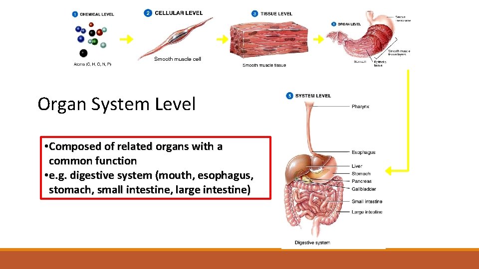 Organ System Level • Composed of related organs with a common function • e.