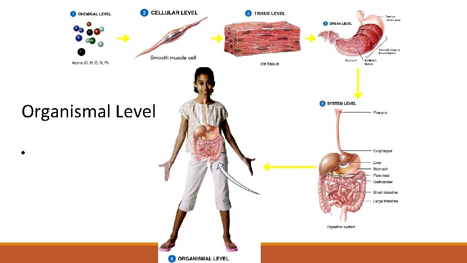 Organismal Level • 