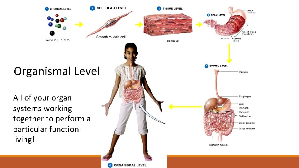 Organismal Level All of your organ systems working together to perform a particular function:
