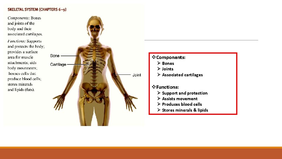 Skeletal System v. Components: Ø Bones Ø Joints Ø Associated cartilages v. Functions: Ø