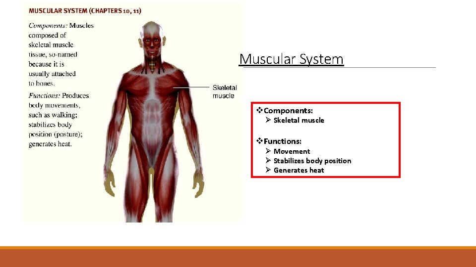 Muscular System v. Components: Ø Skeletal muscle v. Functions: Ø Movement Ø Stabilizes body