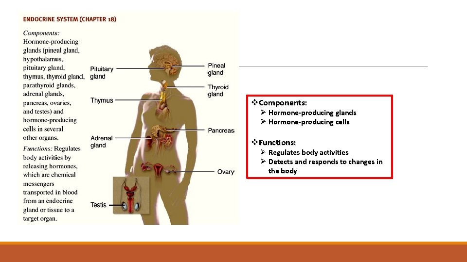 Endocrine System v. Components: Ø Hormone-producing glands Ø Hormone-producing cells v. Functions: Ø Regulates