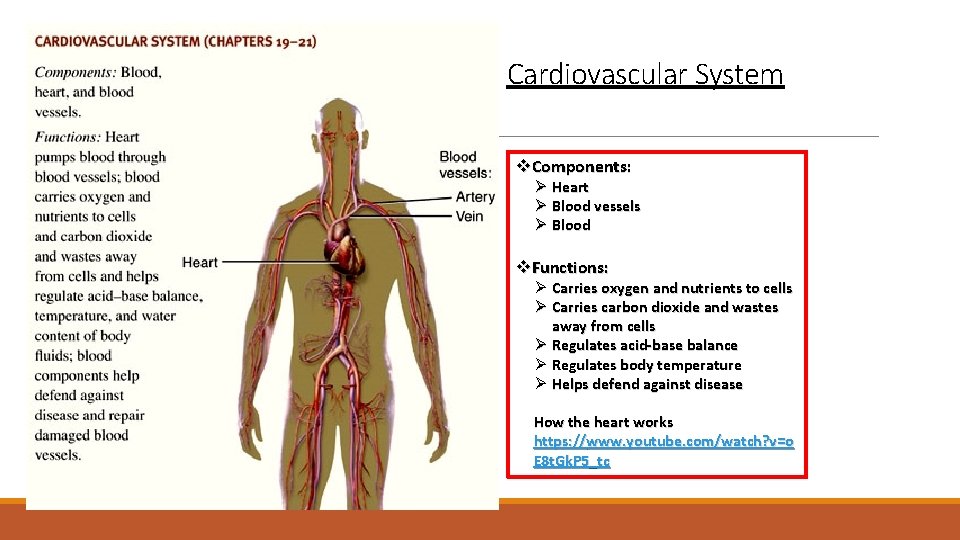 Cardiovascular System v. Components: Ø Heart Ø Blood vessels Ø Blood v. Functions: Ø