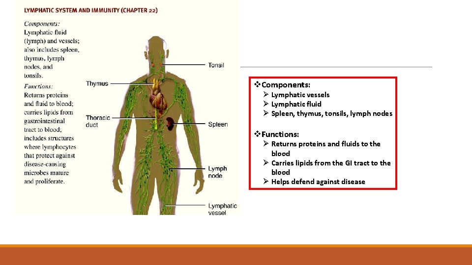 Lymphatic System v. Components: Ø Lymphatic vessels Ø Lymphatic fluid Ø Spleen, thymus, tonsils,