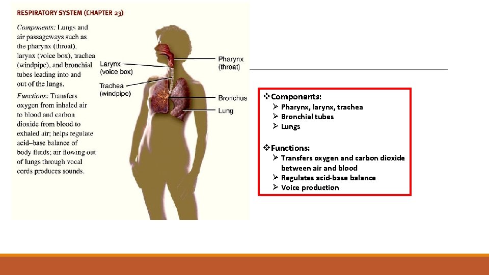 Respiratory System v. Components: Ø Pharynx, larynx, trachea Ø Bronchial tubes Ø Lungs v.