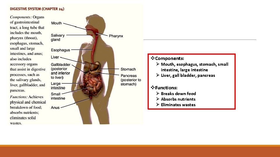 Digestive System v. Components: Ø Mouth, esophagus, stomach, small intestine, large intestine Ø Liver,