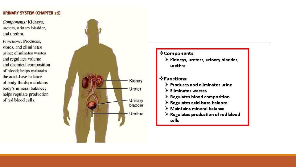 Urinary System v. Components: Ø Kidneys, ureters, urinary bladder, urethra v. Functions: Ø Produces
