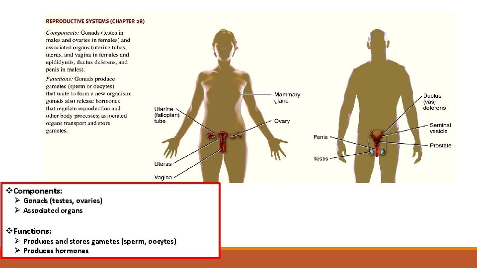 Reproductive System(s) v. Components: Ø Gonads (testes, ovaries) Ø Associated organs v. Functions: Ø