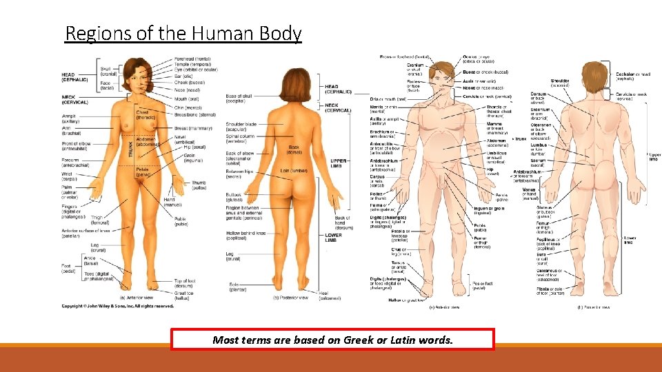Regions of the Human Body Most terms are based on Greek or Latin words.