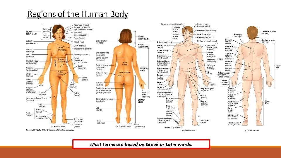 Regions of the Human Body Most terms are based on Greek or Latin words.