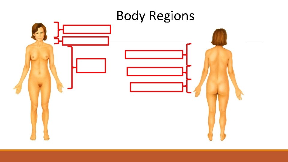 Body Regions 