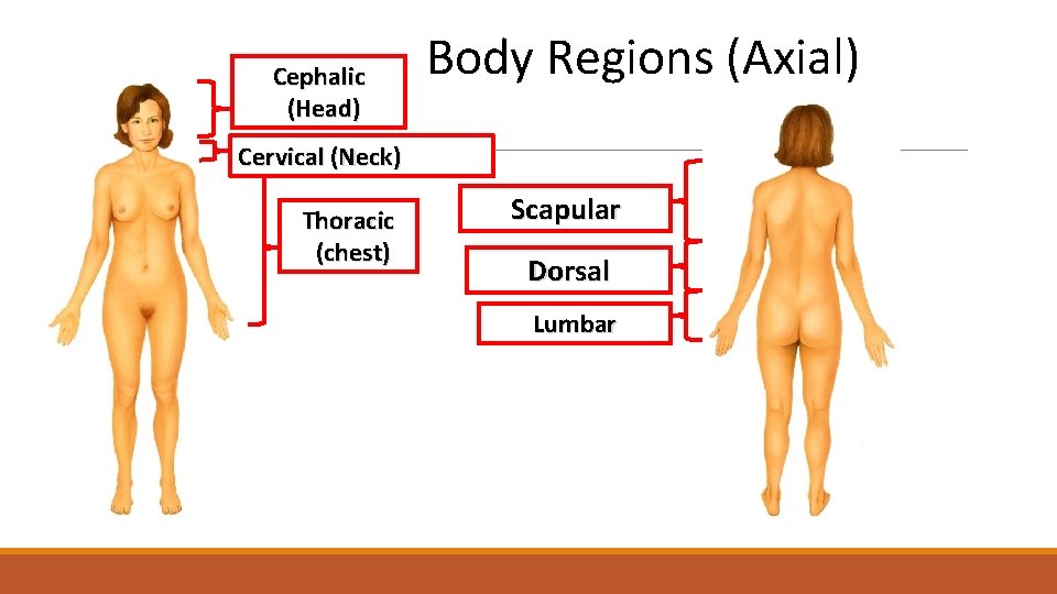 Cephalic (Head) Body Regions (Axial) Cervical (Neck) Thoracic (chest) Scapular Dorsal Lumbar 