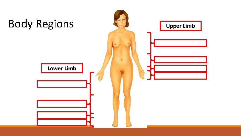 Body Regions Lower Limb Upper Limb 