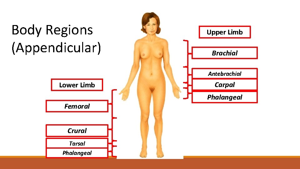 Body Regions (Appendicular) Upper Limb Brachial Antebrachial Lower Limb Femoral Crural Tarsal Phalangeal Carpal