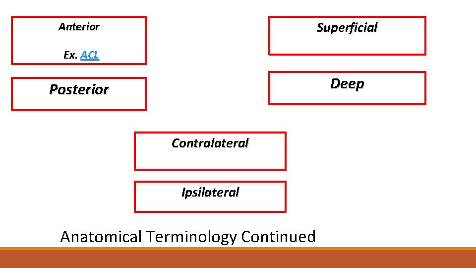 Superficial Anterior Ex. ACL Deep Posterior Contralateral Ipsilateral Anatomical Terminology Continued 