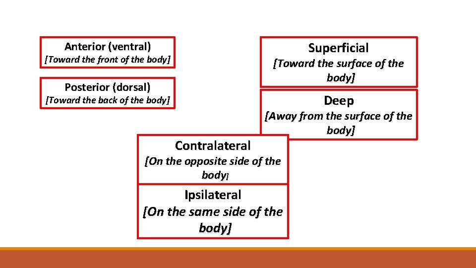 Superficial Anterior (ventral) [Toward the front of the body] [Toward the surface of the