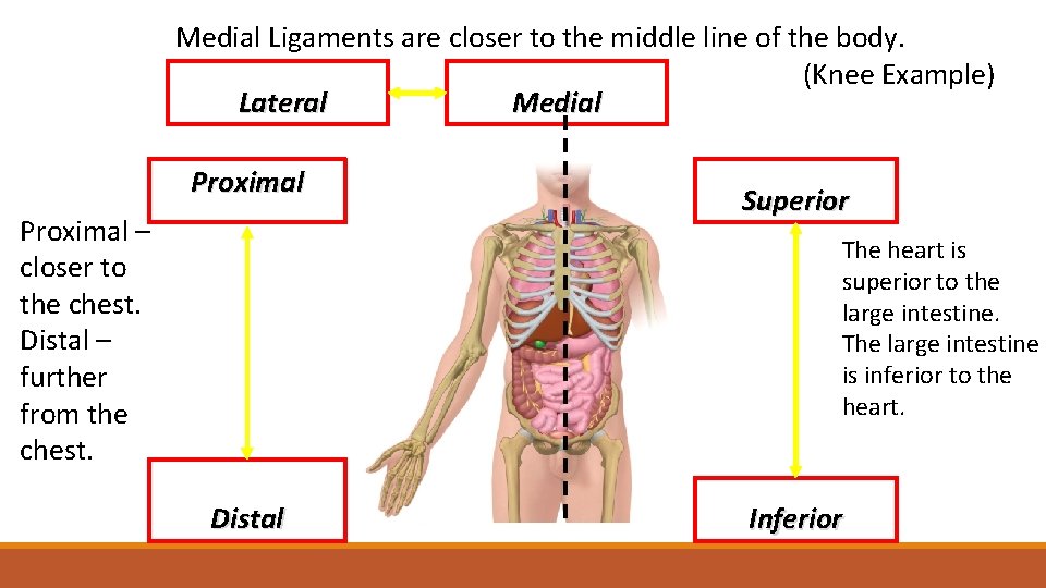 Medial Ligaments are closer to the middle line of the body. (Knee Example) Lateral