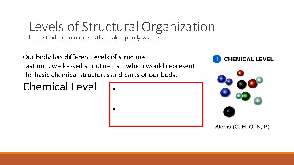 Levels of Structural Organization Understand the components that make up body systems Our body