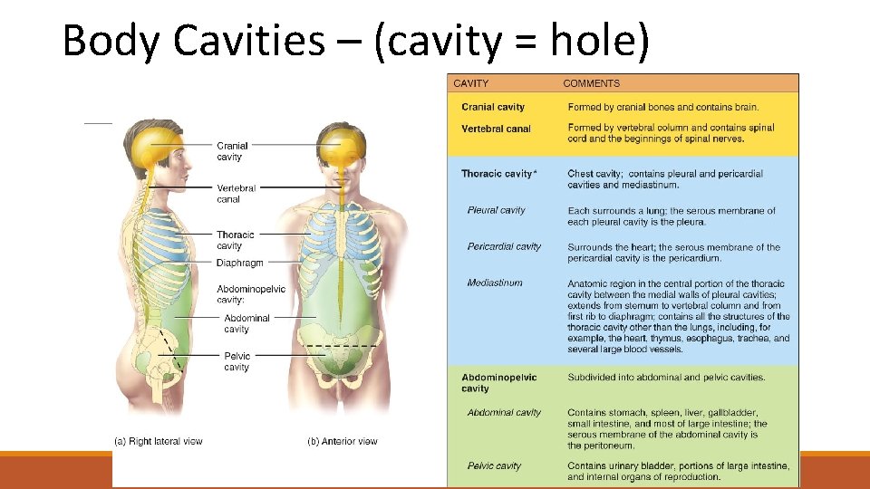 Body Cavities – (cavity = hole) 