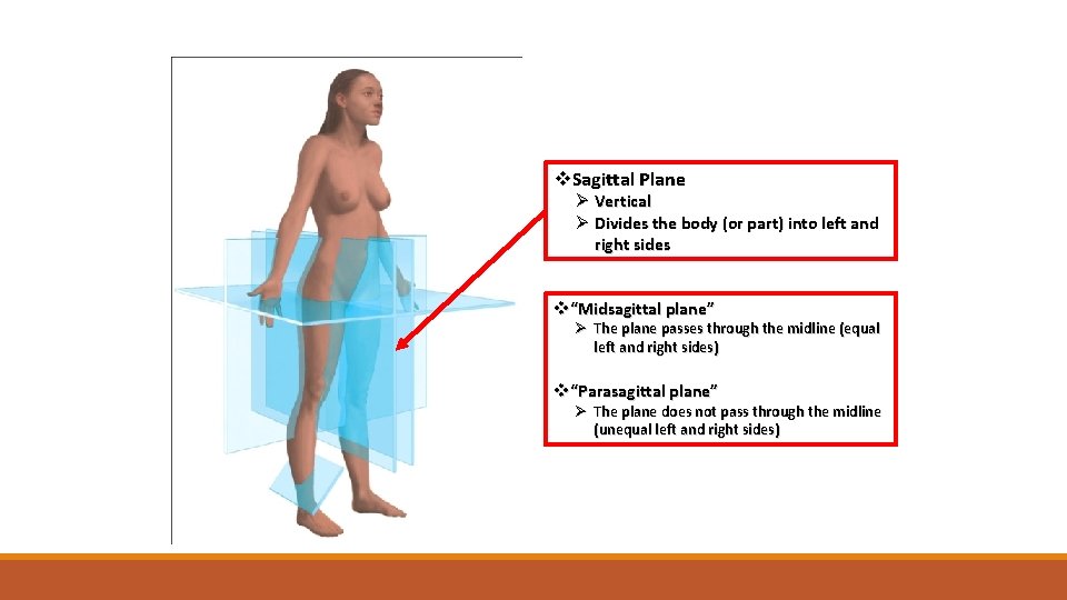 v. Sagittal Plane Ø Vertical Ø Divides the body (or part) into left and