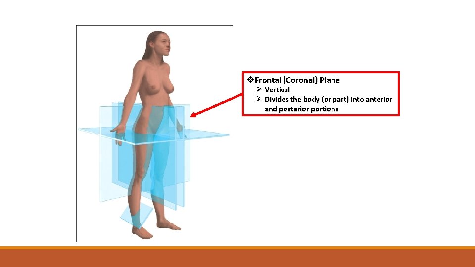v. Frontal (Coronal) Plane Ø Vertical Ø Divides the body (or part) into anterior