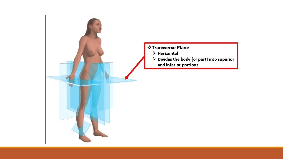 v. Transverse Plane Ø Horizontal Ø Divides the body (or part) into superior and