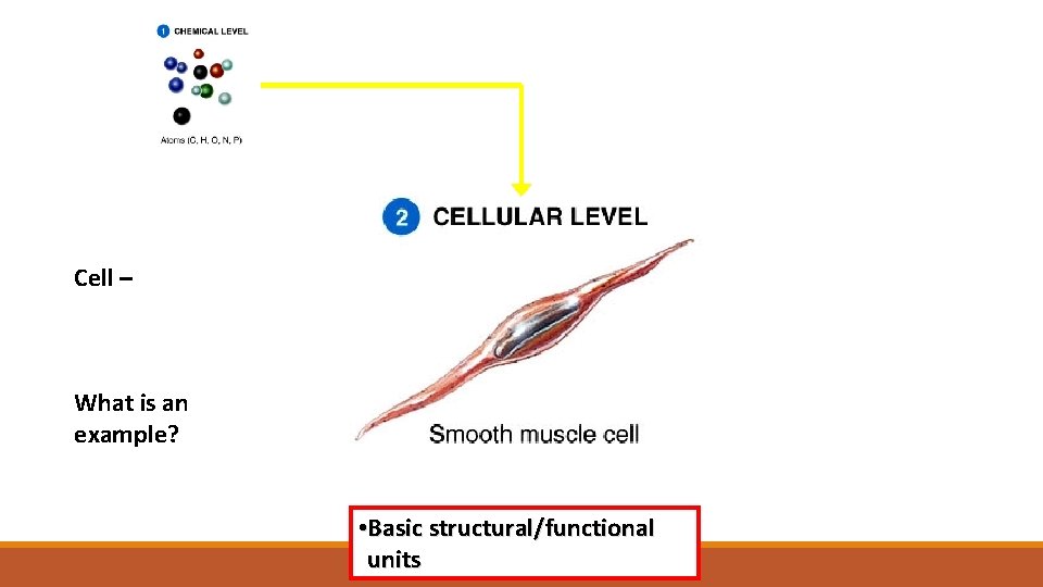 Cell – What is an example? • Basic structural/functional units 