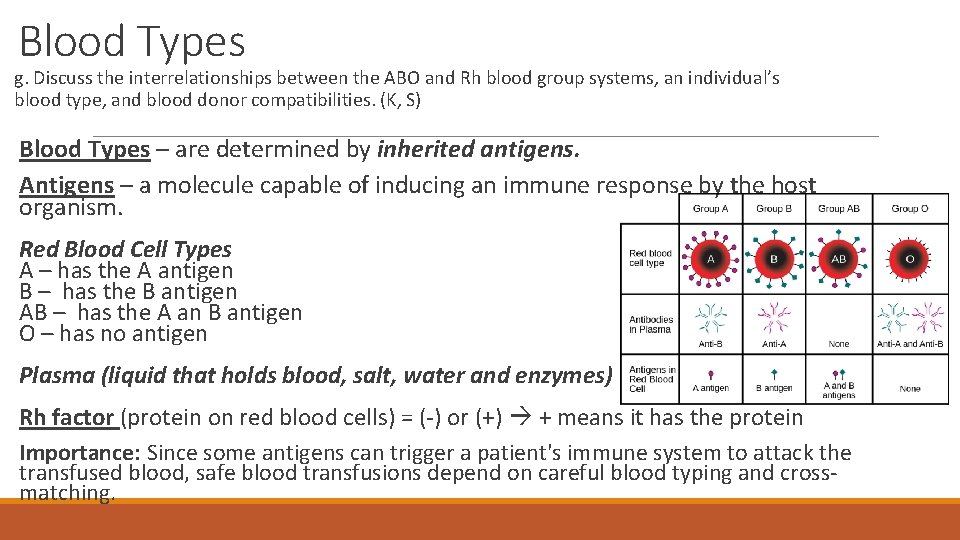 Blood Types g. Discuss the interrelationships between the ABO and Rh blood group systems,