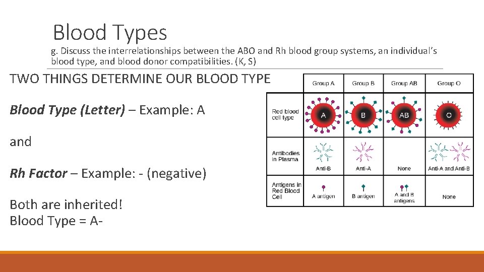 Blood Types g. Discuss the interrelationships between the ABO and Rh blood group systems,